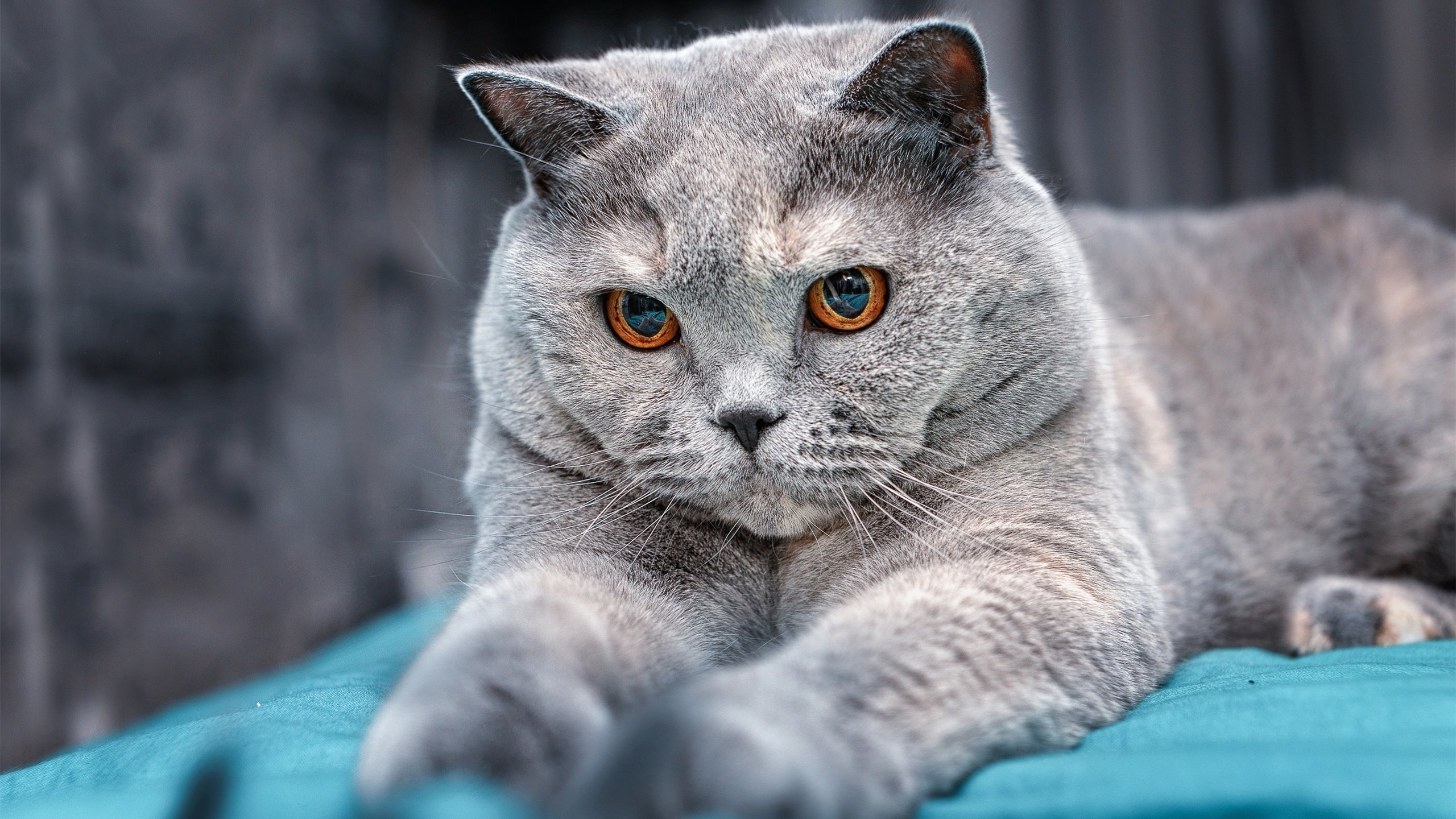 爱游戏登录入口-_勇士三分雨不停，战绩节节高升_，勇士三分庆祝动作