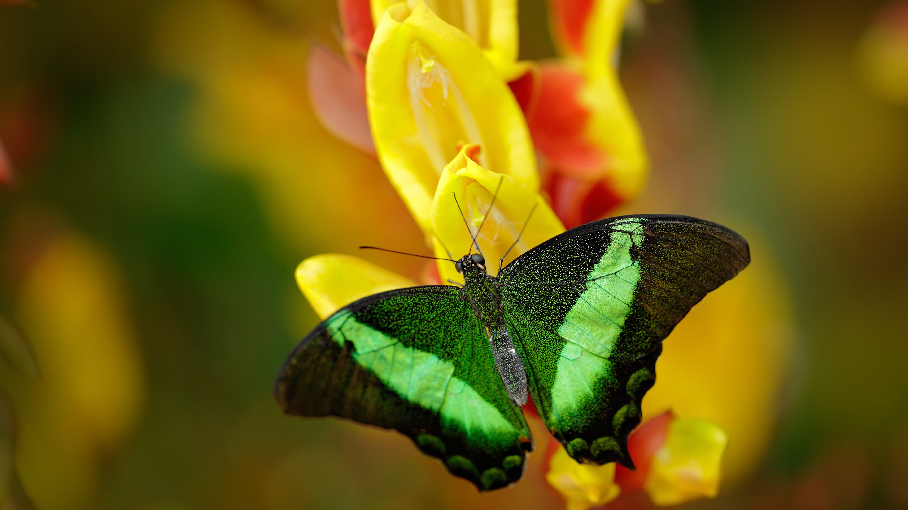 爱游戏官网-_水陆两栖运动盛典：多场景联动娱乐体验_，水陆两栖概念车